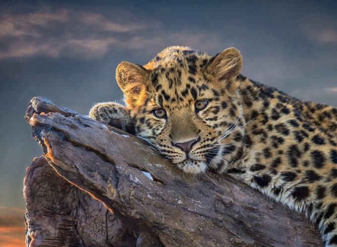 Wallpaper Leopard, 4k, Animals 6034113774